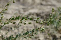 Andrachne telephioides