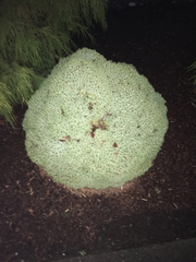Myricaceae