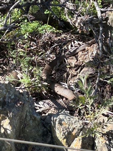 Eastern Brown Snake sighting