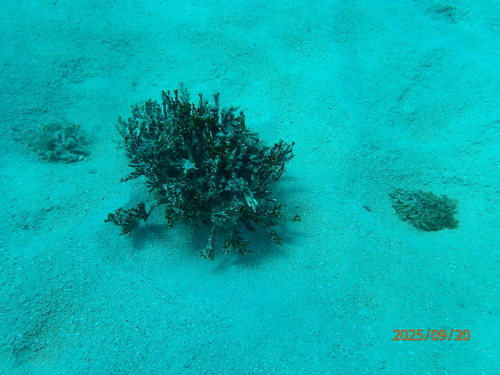 Halimeda cylindracea observed 2025-09-20