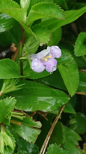 Lindernia ruellioides iNat (2)
