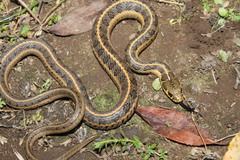 Thamnophis scalaris