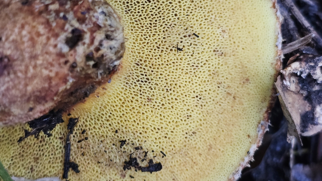 Suillus lakei · September 2025 · photo: © henryahh (iNaturalist, cc0)