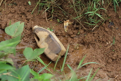Orthetrum microstigma