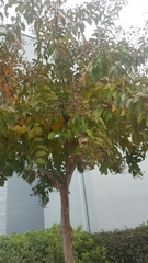 Angiospermae
