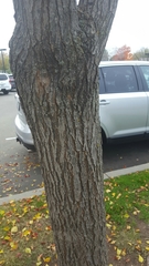 Angiospermae