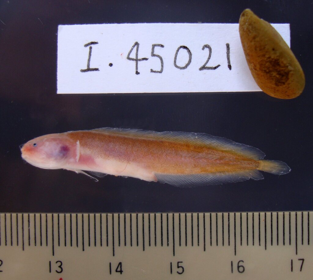 Eastern Yellow Blindfish