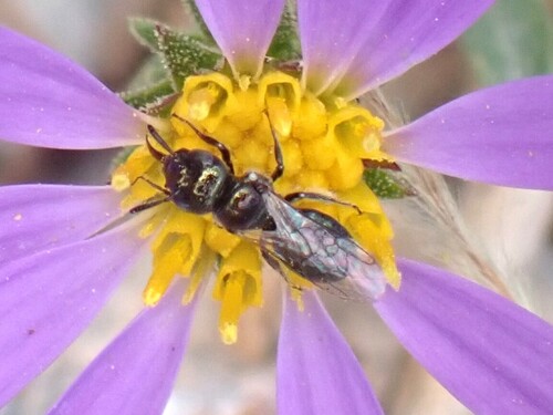 Zadontomerus