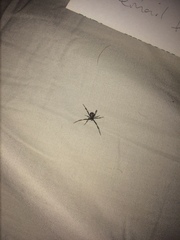 Latrodectus variolus