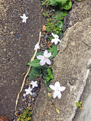 Pseuderanthemum variabile