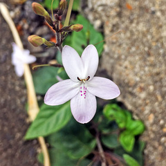 Pseuderanthemum variabile