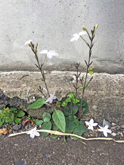 Pseuderanthemum variabile