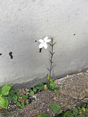 Pseuderanthemum variabile