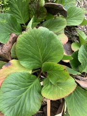 Bergenia