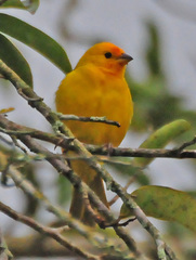 Orange-Fronted Yellow-Finch photo 5