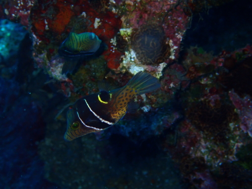 Canthigaster ocellicincta observed 2025-09-22