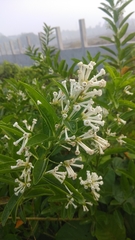 Cestrum diurnum