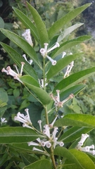 Cestrum diurnum