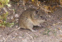 Abrothrix andina