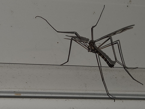 Giant Eastern Crane Fly photo 3