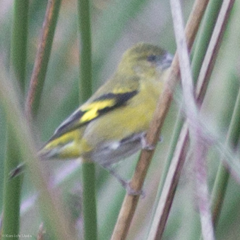 Andean Siskin (Spinus spinescens), photo 4