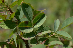 Rosa platyacantha