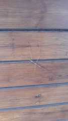 Bacillidae