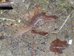 Desmognathus brimleyorum