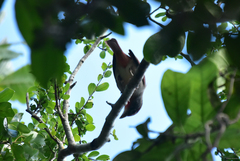 Piranga roseogularis