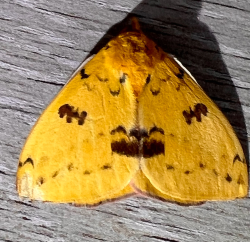 Io moth