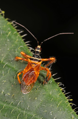Agriocoris flavipes
