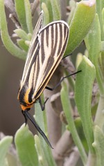 Ctenucha vittigera