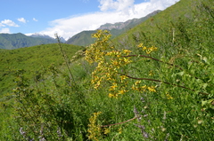 Ligularia thomsonii