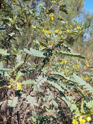 Senna coronilloides observed 2025-09-22