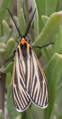 Ctenucha vittigera