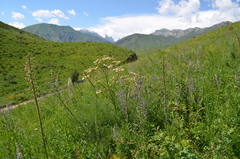 Prangos pabularia