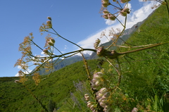 Prangos pabularia