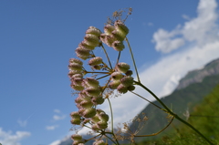 Prangos pabularia