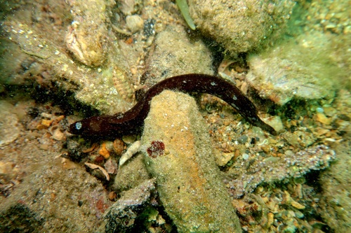 Dwarf snakeblenny (Ophiclinus ningulus) — Clinidae — 4
