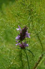Betonica betoniciflora