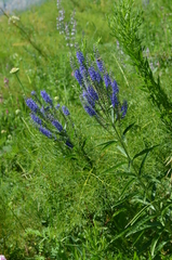 Veronica spuria