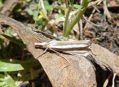 Orocrambus apicellus
