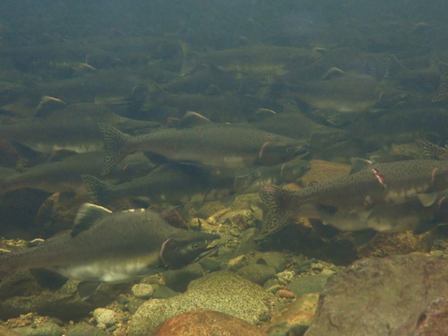 Pink Salmon