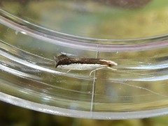 Erechthias chionodira