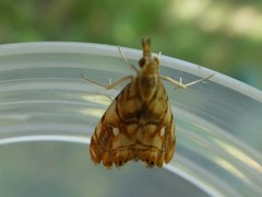 Glaucocharis selenaea