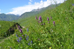 Betonica betoniciflora