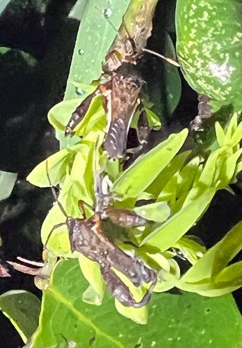 Salamancaniella alternata