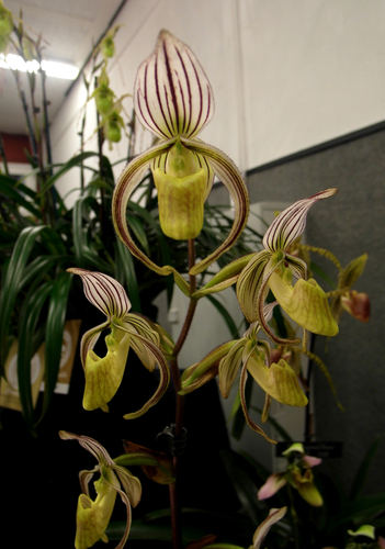 Rands' Paphiopedilum