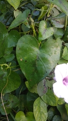 Ipomoea sagittifolia