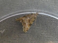 Glaucocharis parorma